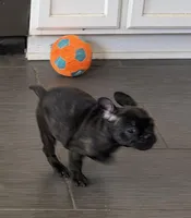 $900 OBO Brindle (Coco), a female French Bulldog for sale in Pomona, CA – 7 of 8
