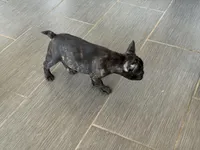 $900 OBO Brindle (Coco), a female French Bulldog for sale in Pomona, CA – 8 of 8