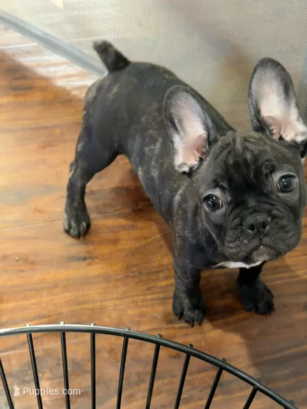 $900 OBO Brindle (Coco) – French Bulldog puppy for sale in Pomona, CA