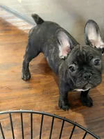 $900 OBO Brindle (Coco), a female French Bulldog for sale in Pomona, CA – 1 of 8