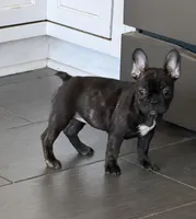 $900 OBO Brindle (Coco), a female French Bulldog for sale in Pomona, CA – 3 of 8