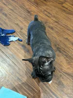 $900 OBO Brindle (Coco), a female French Bulldog for sale in Pomona, CA – 2 of 8