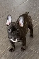 $900 OBO Brindle (Coco), a female French Bulldog for sale in Pomona, CA – 4 of 8