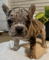 Gemini , a male French Bulldog for sale in Pomona, CA – Photo 3 of 3