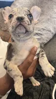 Gemini , a male French Bulldog for sale in Pomona, CA – Photo 2 of 3