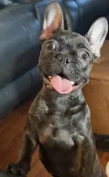 $900 or best offer Brindle, a female French Bulldog for sale in Pomona, CA – 9 of 13