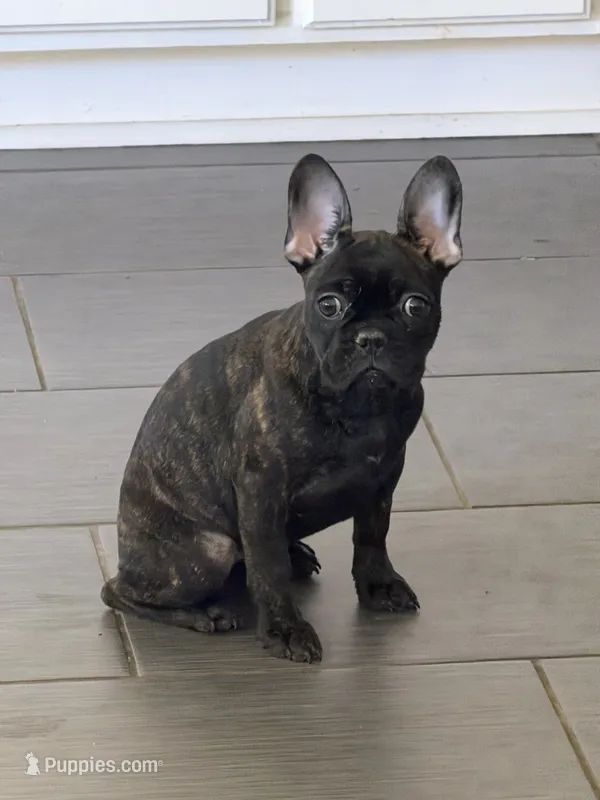 $900 OBO Brindle (Joy) – French Bulldog puppy for sale in Pomona, CA