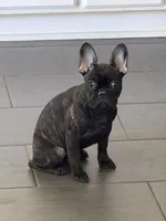 $1000 Brindle Frenchie- Velvet , a female French Bulldog for sale in Pomona, CA – 2 of 8