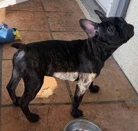 $900 or best offer Brindle, a female French Bulldog for sale in Pomona, CA – 2 of 13