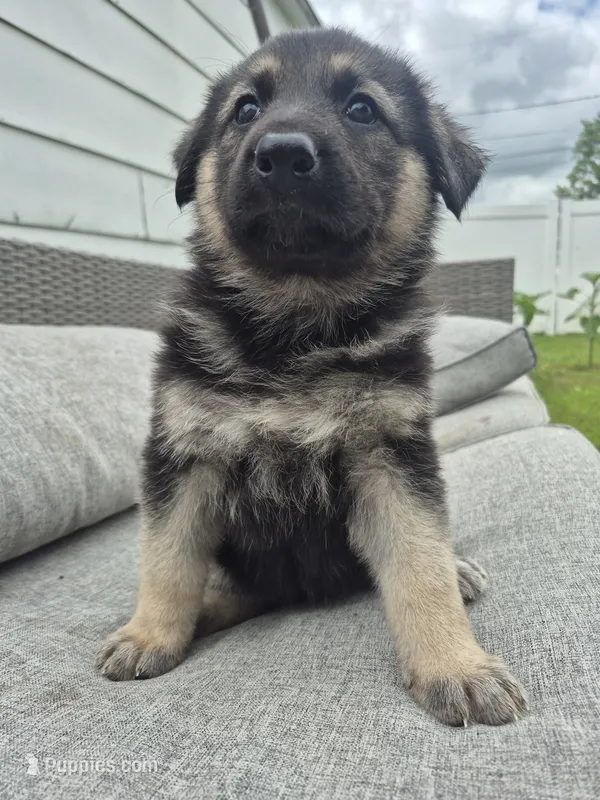Pup One – German Shepherd Dog puppy for sale in Garwin, IA