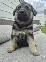Pup One, a female German Shepherd Dog for sale in Garwin, IA – 1 of 4
