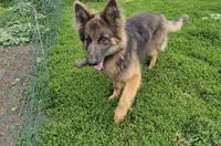 Pup One, a female German Shepherd Dog for sale in Garwin, IA – 3 of 4