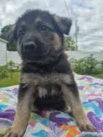 Pup Two, a female German Shepherd Dog for sale in Garwin, IA – 1 of 4