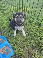 Pup Two, a female German Shepherd Dog for sale in Garwin, IA – 3 of 4