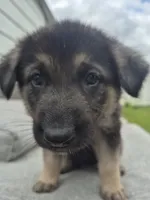 Pup One, a female German Shepherd Dog for sale in Garwin, IA – 2 of 4