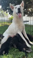 Pup Two, a female German Shepherd Dog for sale in Garwin, IA – 2 of 4