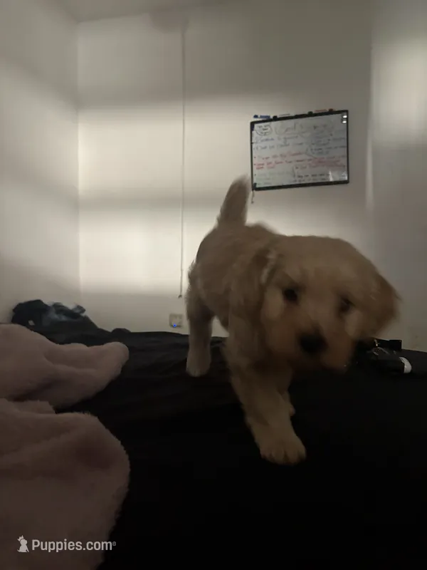 Tokyo  – Goldendoodle puppy for sale in Pompano Beach, FL
