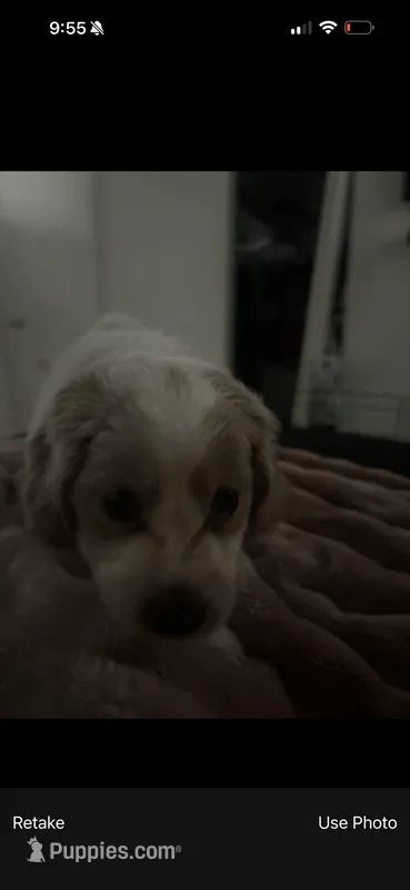 Flash – Goldendoodle puppy for sale in Pompano Beach, FL