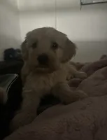Tokyo , a male Goldendoodle for sale in Pompano Beach, FL – 2 of 2