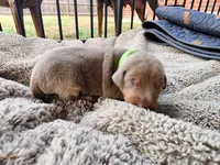 AKC Fawn green collar 12/21/26 Christmas Puppy, a male Doberman Pinscher for sale in Murfreesboro, TN – 9 of 9