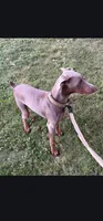Rune , a male Doberman Pinscher for sale in Cardington, OH – 5 of 9