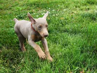 Red collar , a female Doberman Pinscher for sale in Murfreesboro, TN – 8 of 10
