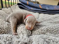 AKC Fawn Red collar 12/21/26 Christmas Puppy, a female Doberman Pinscher for sale in Murfreesboro, TN – 7 of 7