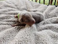 AKC Fawn green collar 12/21/26 Christmas Puppy, a male Doberman Pinscher for sale in Murfreesboro, TN – 8 of 9