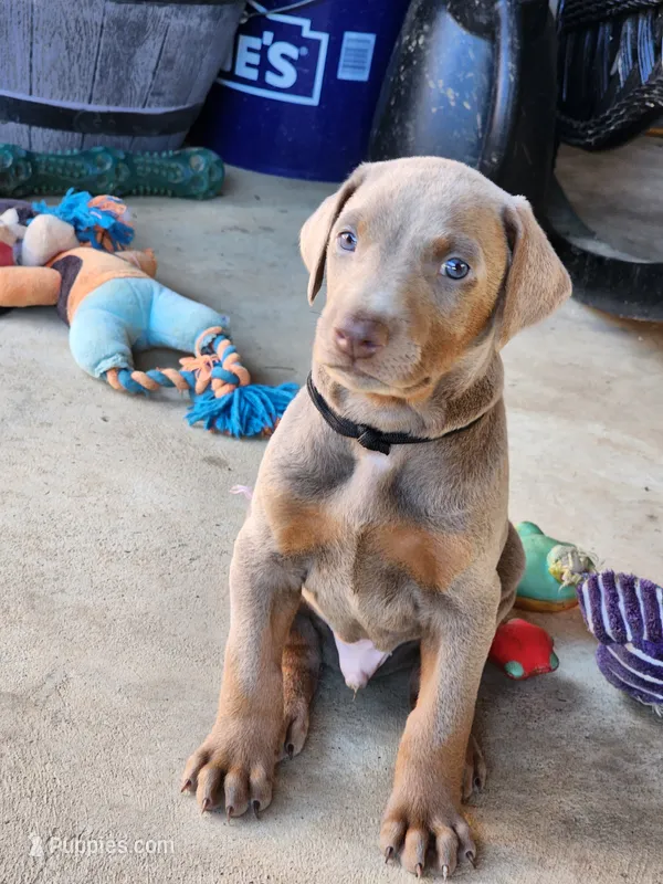 Black Collar – Doberman Pinscher puppy for sale in Murfreesboro, TN