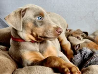 Red collar , a female Doberman Pinscher for sale in Murfreesboro, TN – 2 of 10