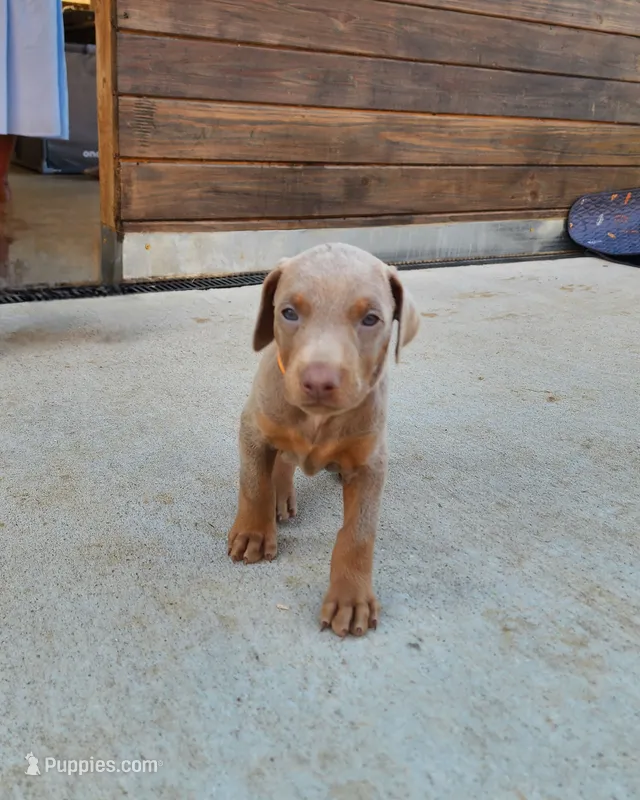 Orange Collar – Doberman Pinscher puppy for sale in Murfreesboro, TN