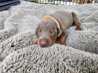 AKC Fawn orange collar 12/21/26 Christmas puppy, a male Doberman Pinscher for sale in Murfreesboro, TN – 2 of 5