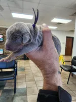 AKC Black collar Fawn 12/21/26 Christmas Puppy, a male Doberman Pinscher for sale in Cardington, OH – 2 of 2
