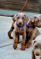 Blue Collar, a male Doberman Pinscher for sale in Murfreesboro, TN – 2 of 9