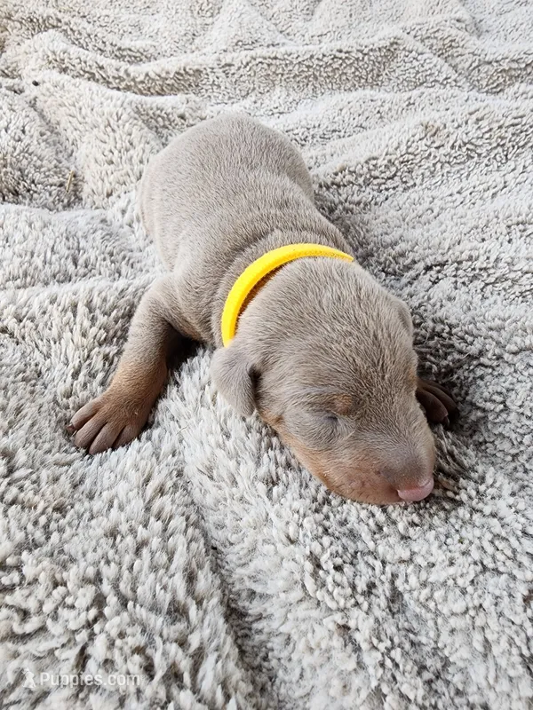 AKC Fawn yellow collar 12/21/26 Christmas puppy – Doberman Pinscher puppy for sale in Murfreesboro, TN
