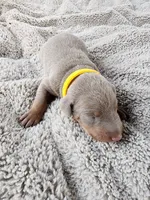 AKC Fawn yellow collar 12/21/26 Christmas puppy, a female Doberman Pinscher for sale in Murfreesboro, TN – 1 of 4