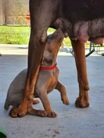 Red collar , a female Doberman Pinscher for sale in Murfreesboro, TN – 5 of 5