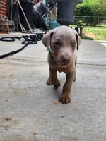 Green Collar, a male Doberman Pinscher for sale in Murfreesboro, TN – 6 of 6