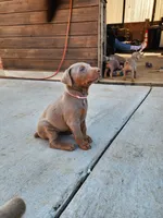 Pink collar, a female Doberman Pinscher for sale in Murfreesboro, TN – 5 of 7