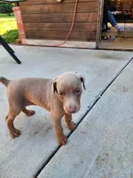 Orange Collar, a male Doberman Pinscher for sale in Murfreesboro, TN – 3 of 3