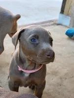 Pink collar, a female Doberman Pinscher for sale in Murfreesboro, TN – 3 of 7