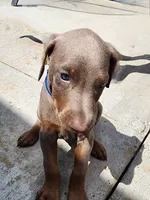 Blue Collar, a male Doberman Pinscher for sale in Murfreesboro, TN – 7 of 9