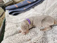 AKC Fawn purple collar 12/21/26 Christmas puppy, a female Doberman Pinscher for sale in Murfreesboro, TN – 6 of 7