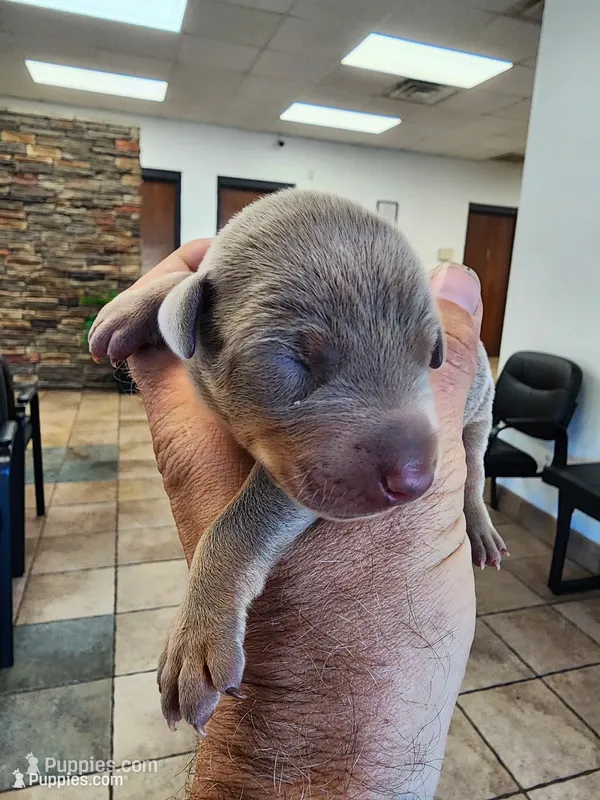 AKC Fawn Blue Collar 12/21/26 Christmas Puppy – Doberman Pinscher puppy for sale in Cardington, OH