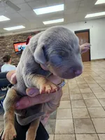 AKC Red collar Fawn 12/21/26 Christmas Puppy, a female Doberman Pinscher for sale in Cardington, OH – 1 of 2