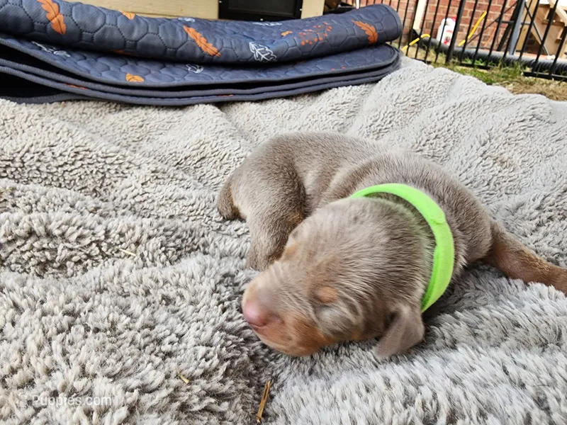 AKC Fawn green collar 12/21/26 Christmas Puppy – Doberman Pinscher puppy for sale in Murfreesboro, TN