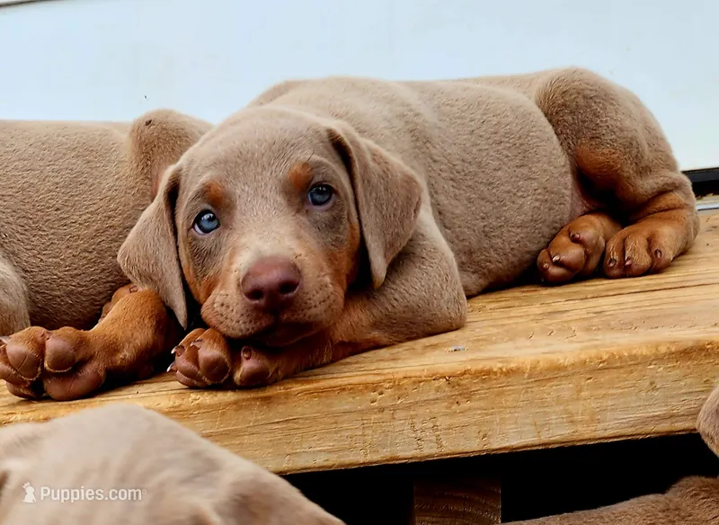 Pink collar – Doberman Pinscher puppy for sale in Murfreesboro, TN
