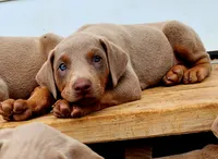Pink collar, a female Doberman Pinscher for sale in Murfreesboro, TN – 1 of 9