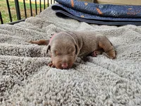 AKC Fawn pink collar 12/21/26 Christmas puppy, a female Doberman Pinscher for sale in Murfreesboro, TN – 2 of 5