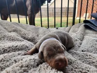 AKC Fawn white Collar 12/21/26 Christmas Puppy, a female Doberman Pinscher for sale in Murfreesboro, TN – 6 of 7